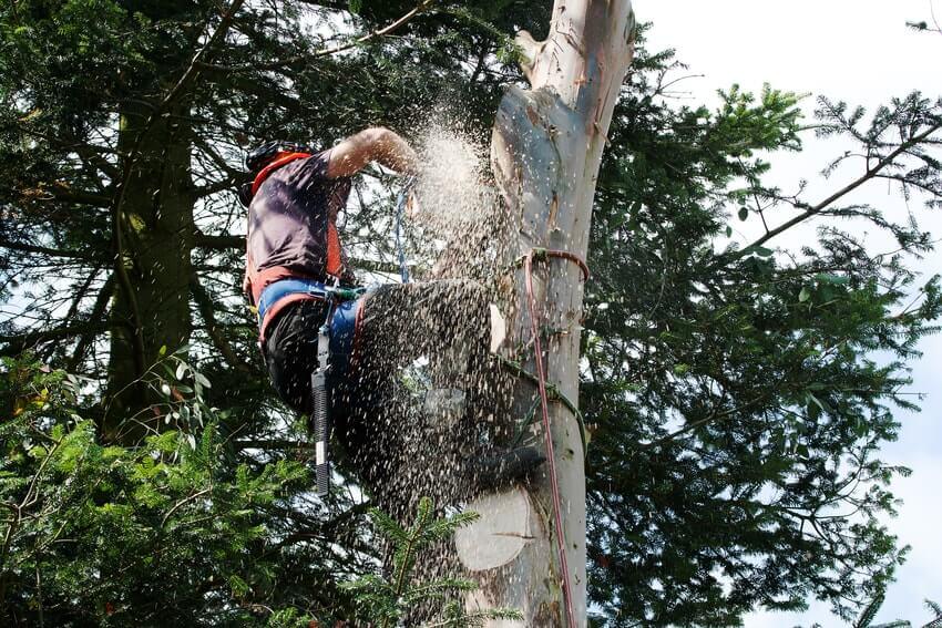 Tree Surgeons Chelsea SW3